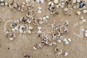 Empty cockle shells on a beach