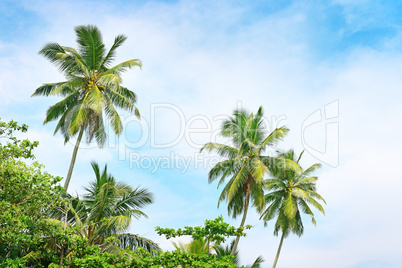 high palm on background of blue sky