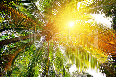 sunlight through the leaves of palm trees