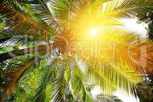 sunlight through the leaves of palm trees