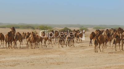 Large herd of camels walking trough oman desert