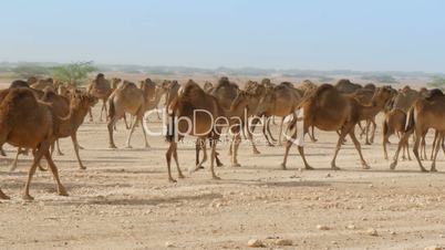 Herd of camels in oman desert medium shot