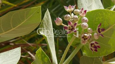 blossom of euphorbia plant