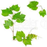 vine and leaves isolated on white background