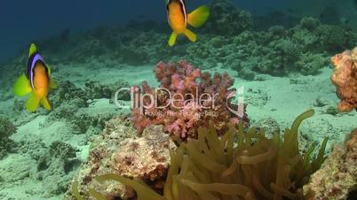Clown Anemonefish in Coral Reef, Red sea