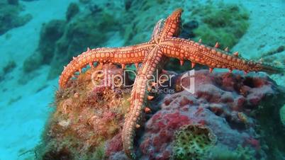 Tropical Starfish on Vibrant Coral Reef, Red sea