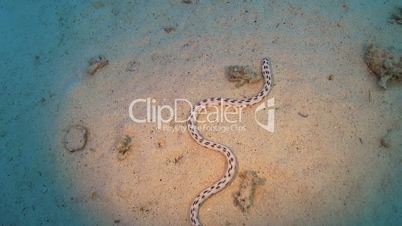 Sea Snake on Coral Reef, Red sea