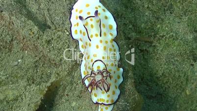 Vibrant Sea Slug on Vibrant Coral Reef, Red sea