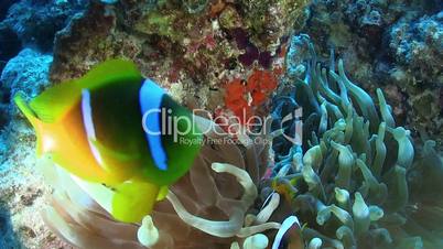 Clown Anemonefish in Coral Reef, Red sea