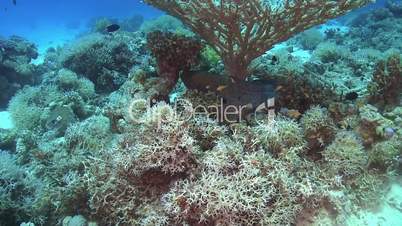 Murena on Coral Reef