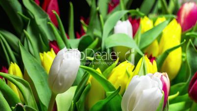 Bouquet of Bright Tulips Blooms, timelapse