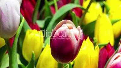 Bouquet of Bright Tulips Blooms, timelapse