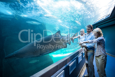 Family pointing a shark in a tank