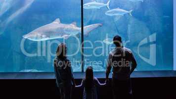 Happy family looking at the fish tank