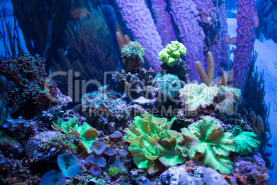 Algae, coral and stones in a tank