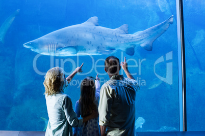 Rear view of family pointing at shark in a tank