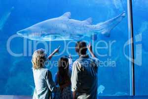 Rear view of family pointing at shark in a tank