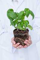 Doctor holing basil plant