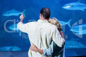 Rear view of couple watching the tank fish