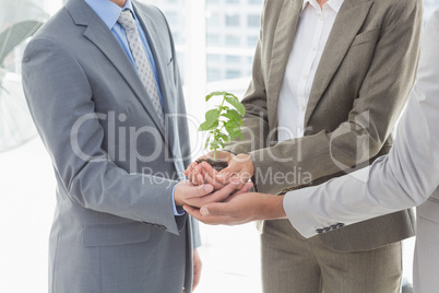 Business colleagues holding plant together