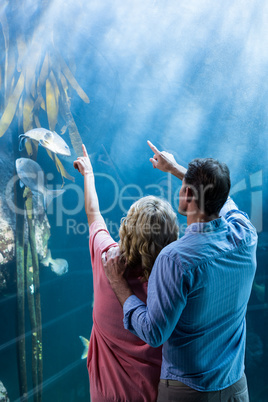 Wear view of couple pointing a fish in the tank