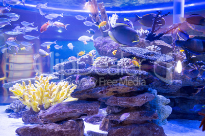Fish swimming in a tank with corals and stones