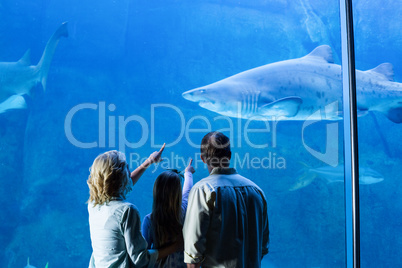 Rear view of family watching the tank fish