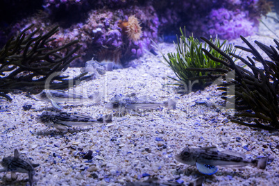 Fish swimming in a tank with algae