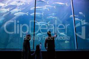 Happy family looking at the fish tank