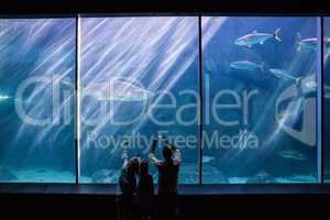 Happy family looking at the fish tank