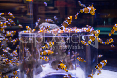 Fish swimming in a tank Fish swimming in a tank