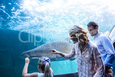 Family pointing a shark in a tank