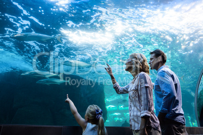 Family pointing a fish in a tank