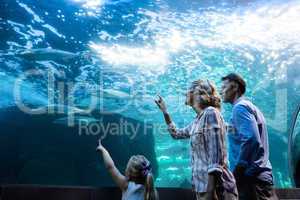 Family pointing a fish in a tank