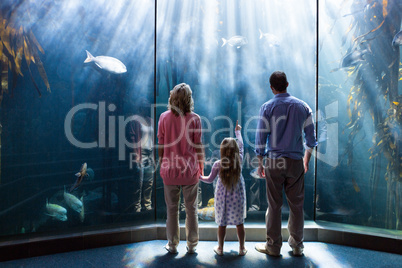 Young woman with her parents pointing a fish in the tank