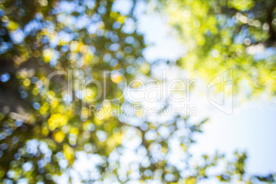 blurry picture of the sky and leaves