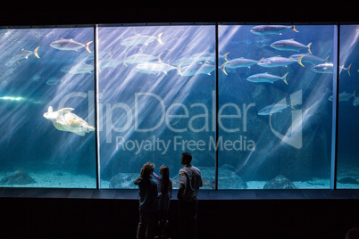 Happy family looking at the fish tank