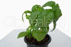 Pot of basil plant