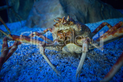 Big crab in a tank looking at camera