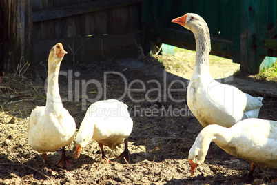 geese in the yard