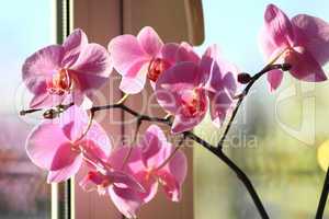 blossoming pink orchid