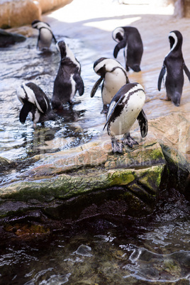 Penguins waiting in stone