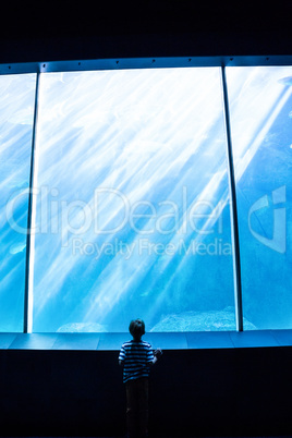 Young man looking at a giant aquarium