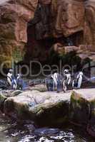 Penguins walking in stones
