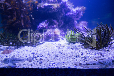 Black sea anemone in a tank