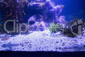 Black sea anemone in a tank
