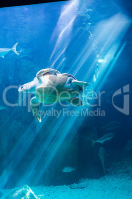 Sea turtle swimming in aquarium