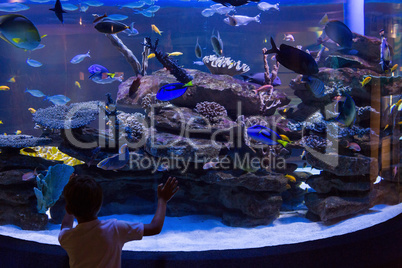 Young man looking at fish in a darkest tank