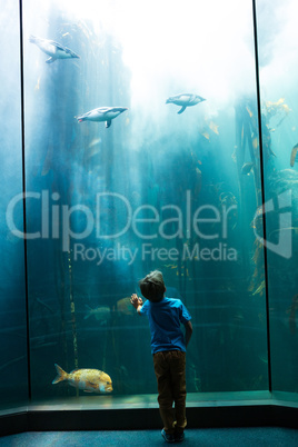 Young man looking at penguins in a tank