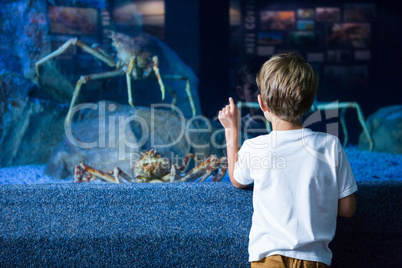 Young man pointing a giant crab